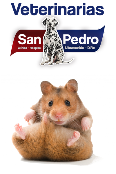 Hamster Veterinarias San Pedro Guatemala